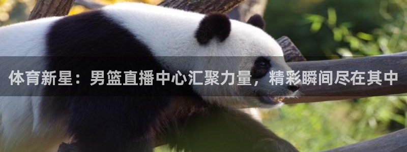 体育新星：男篮直播中心汇聚力量，精彩瞬间尽在其中